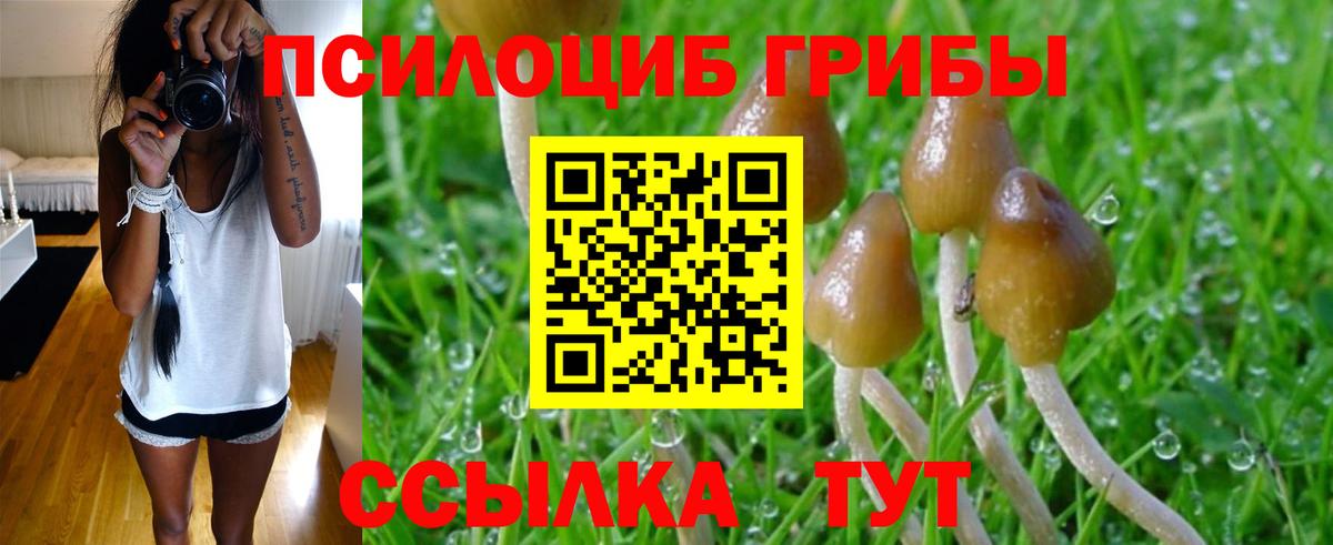 Псилоцибиновые грибы Psilocybe  Астрахань  Псилоцибиновые грибы мухоморы 