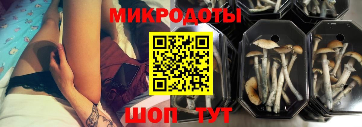 Галлюциногенные грибы Psilocybe Астрахань
